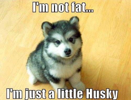 I'm Not Fat - I'm Just A Little Husky