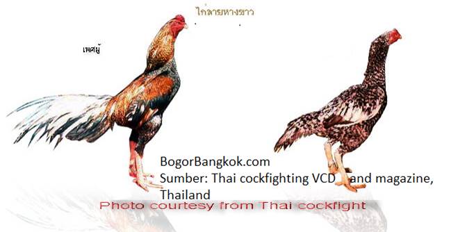 10 Pasang Ayam Jago Bangkok Terbaik Thailand Betina Gambar Yg