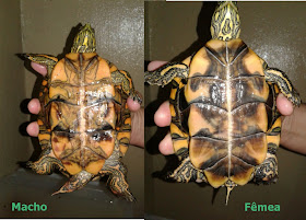 Como descobrir o sexo da tartaruga