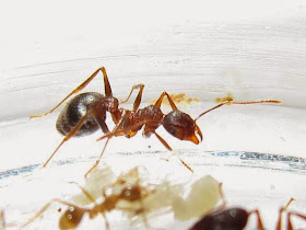 Median workers of a rare trimorphic Pheidole species