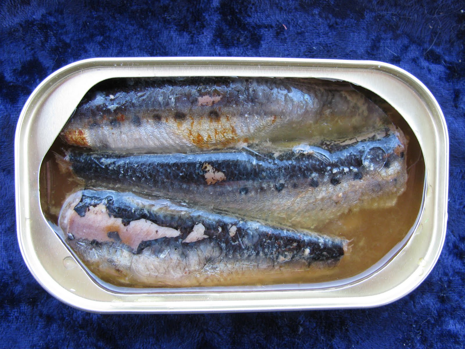 Mouth Full of Sardines Polar9