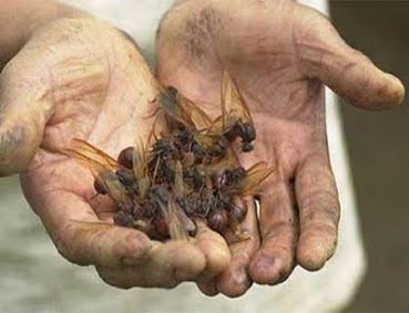 Hormigas Culonas