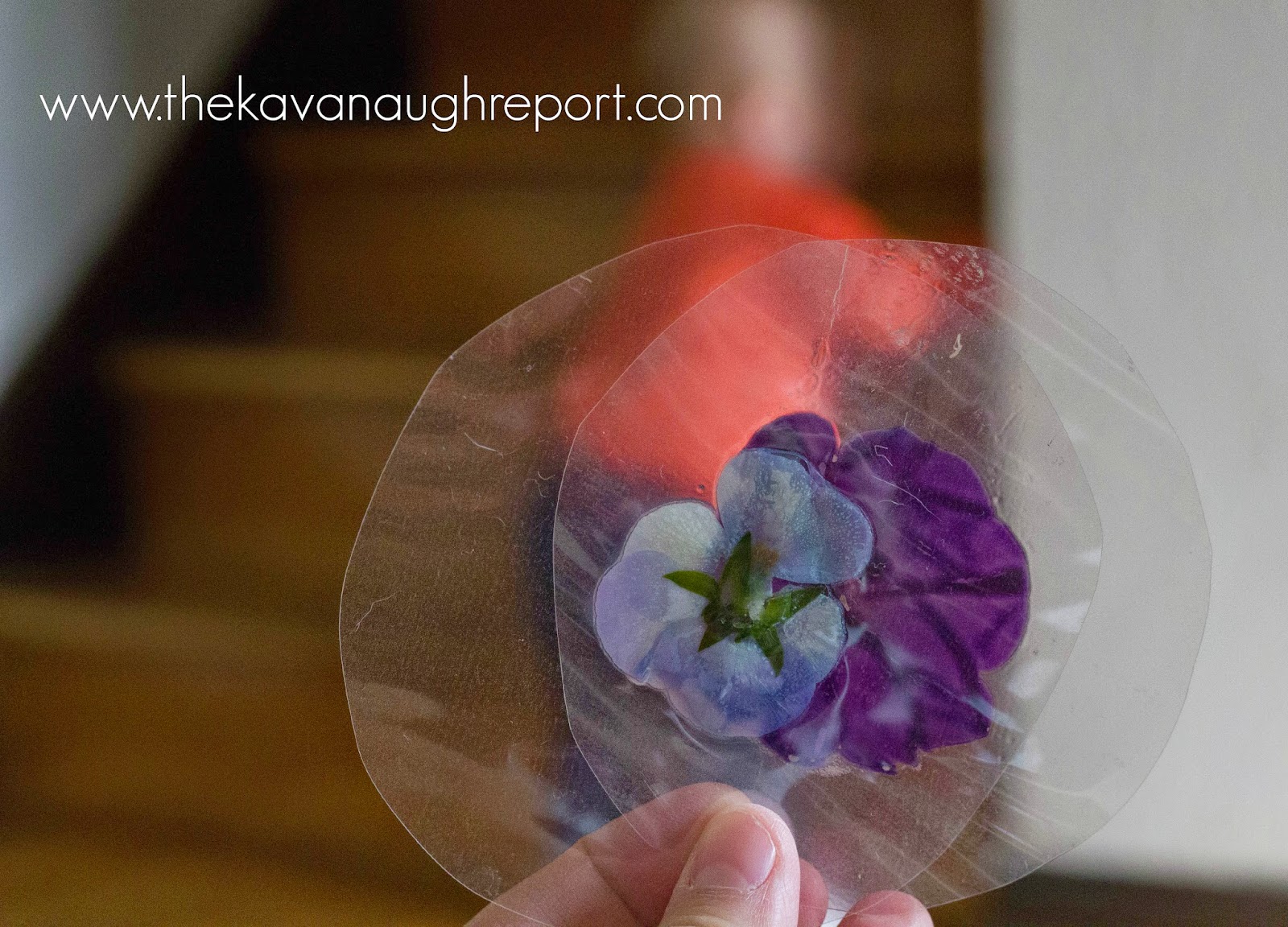 Laminated Flower Exploration for Babies