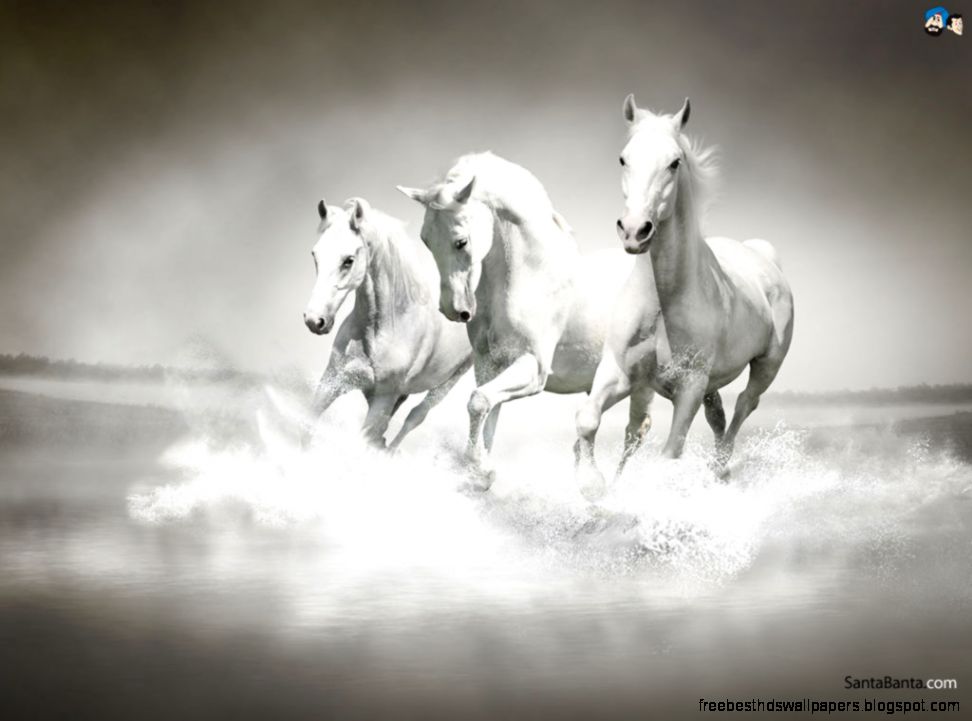 Horses Wallpapers 20 38