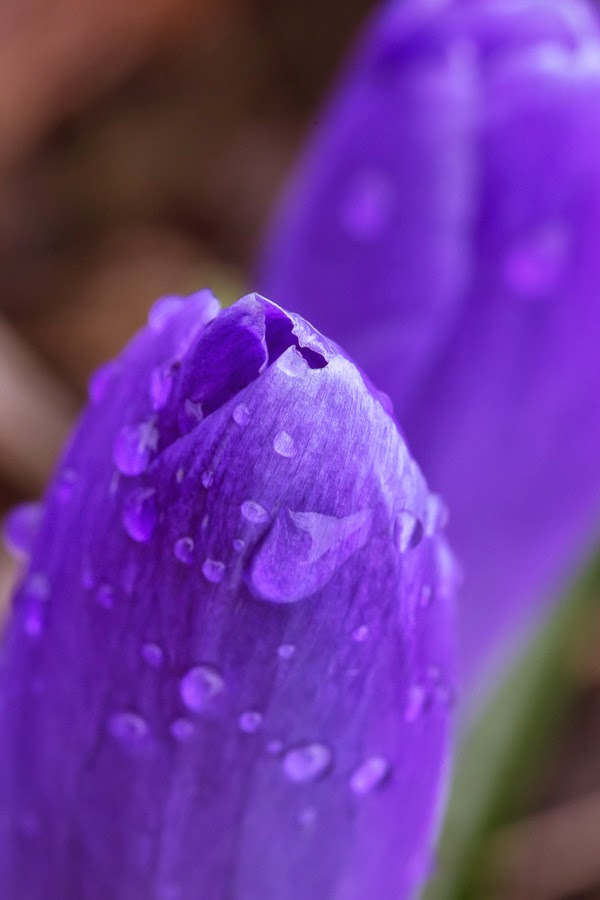 violetti krookus kukka macro photography 