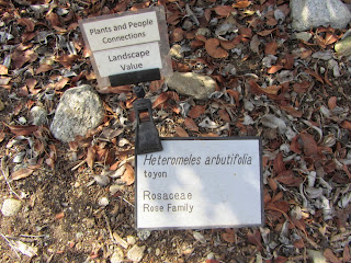 Toyon, Heteromeles arbutifolia, Rosaceae (Rose Family), Rancho Santa Ana Botanic Garden