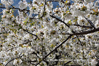 Jerte Valley - Cherry blossoms