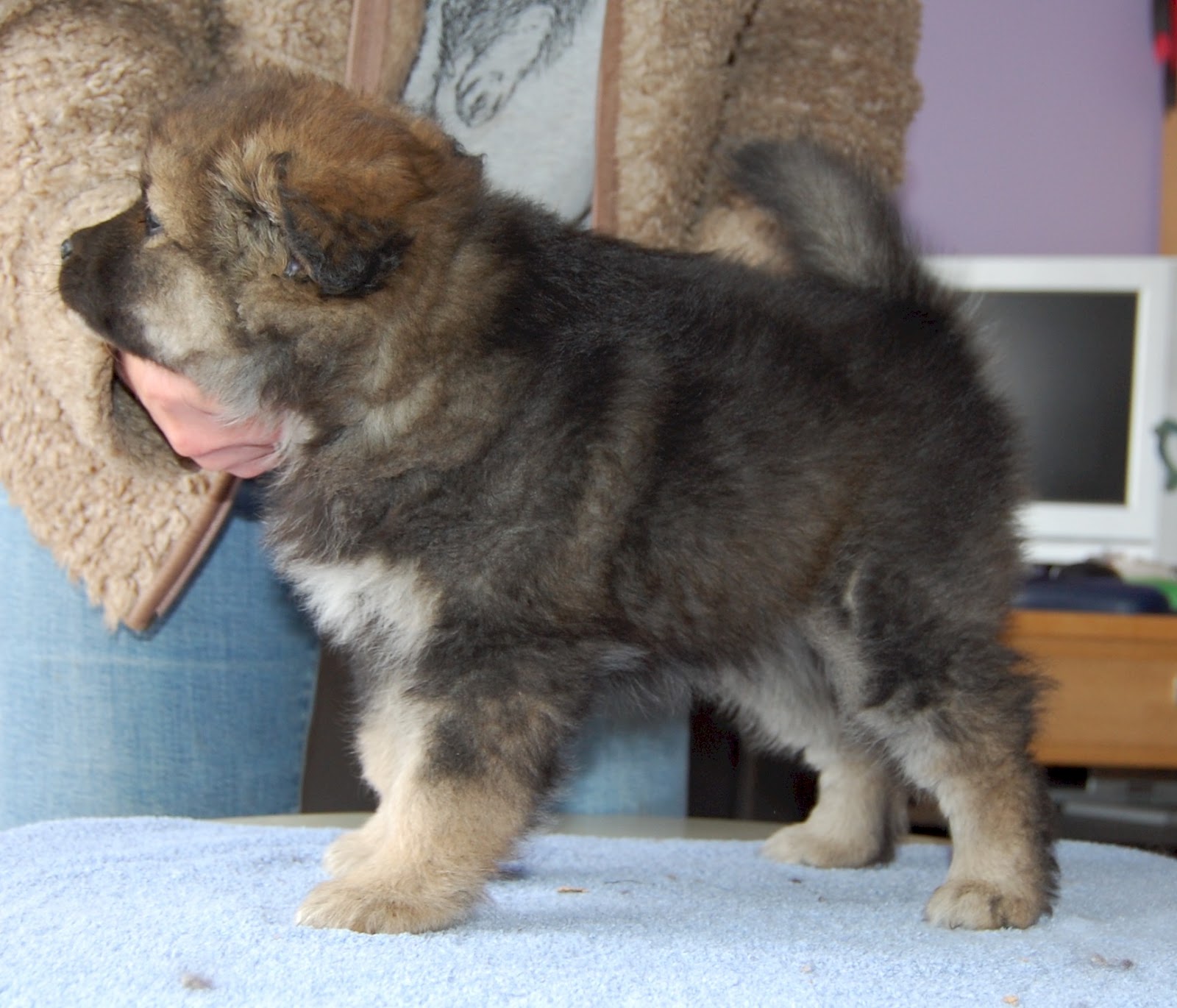 Elbereth Finnish Lapphunds & Border Collies Week Six