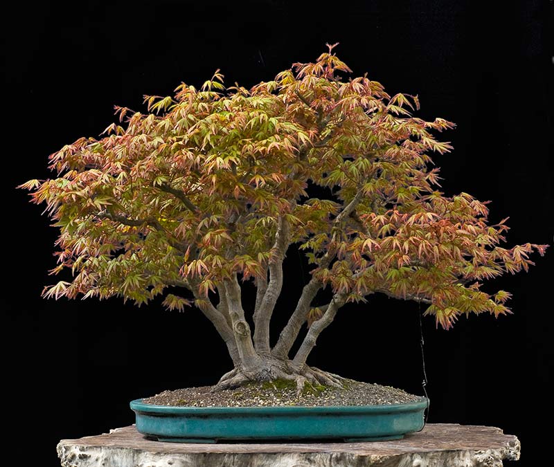 Walter Pall Bonsai Adventures Refurbishing a Japanese maple the "hedge cutting method"