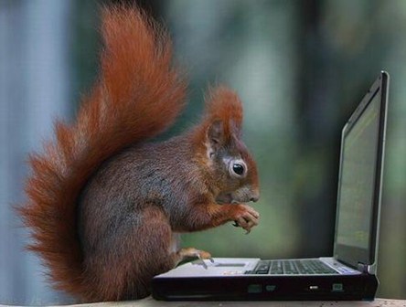 cute_pics-funny_pictures_of_animals-5621_2811_squirrel-hacker.jpg