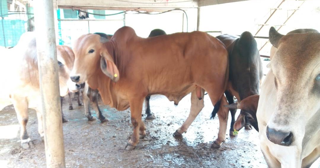 Pembekal Lembu dan Kambing Muslim Baka Lembu Pedaging Brahman