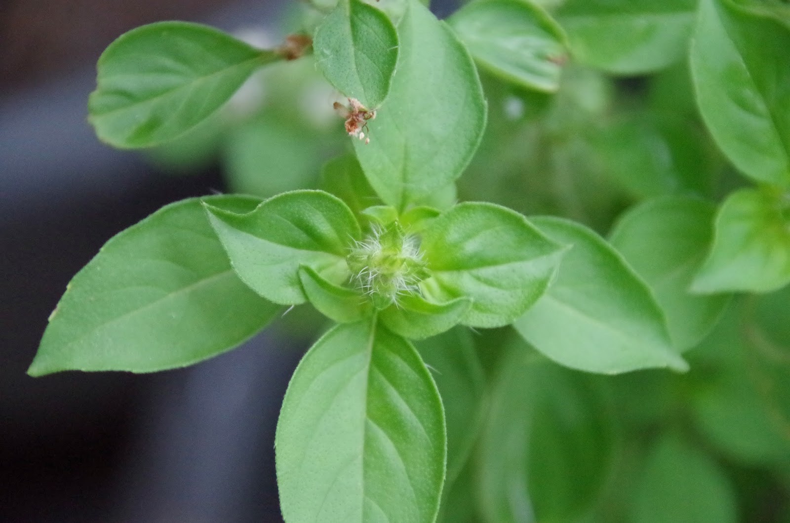 Trees and Plants Basil (Floral Spires White Basil)
