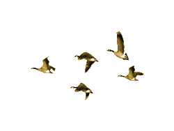 flying birds showcase geese animation