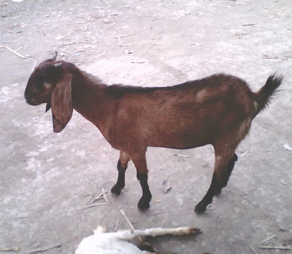 Doeling Goat doeling goat, what is a doeling goat, about doeling goats, raising doeling goats, yearling goat, all about yearling goat, what is yearling goat, doeling goat, raising yearling goat
