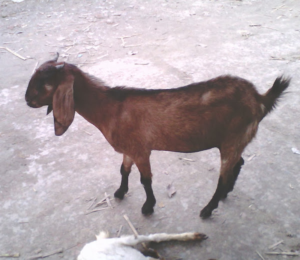 yearling goat, all about yearling goat, what is yearling goat, doeling goat, raising yearling goat, yearling goat, all about yearling goat, what is yearling goat, doeling goat, raising yearling goat
