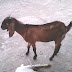 Doeling Goat