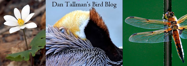 Dan Tallman’s Bird Blog