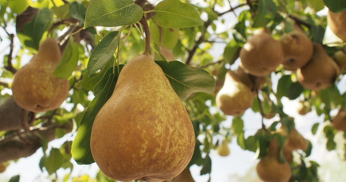 Roos Nature Fresh Bosc Pears Vs Bartlett Pears Which is the best kind?