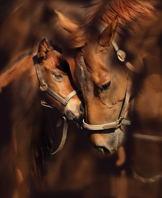 Banco de Imágenes Gratis: 35 fotos de caballos para fondos de celulares -  Horses wallpapers
