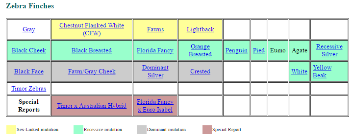 Zebra Finches - Species, Feeding and Evolution ~ Birds Breeding