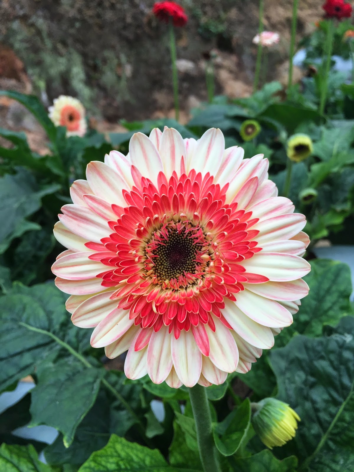 Gerbera daisy .Never Ending Stories.