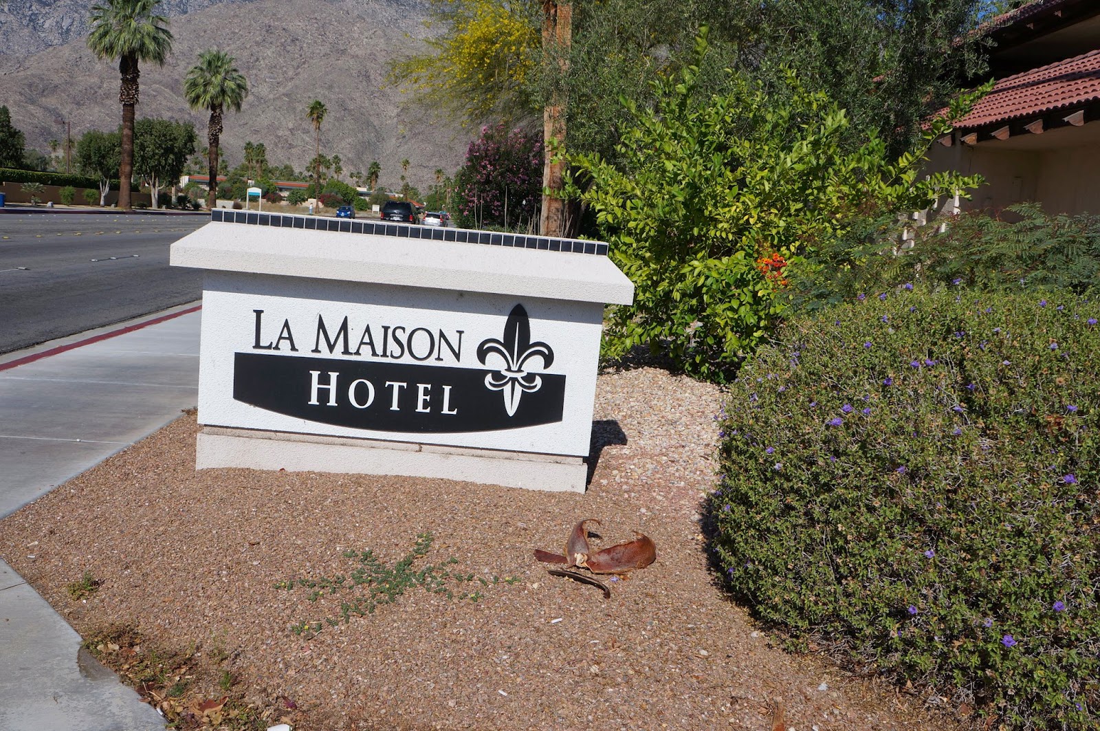 Palm Springs Memories BananaWalnut Date Shake/Smoothie