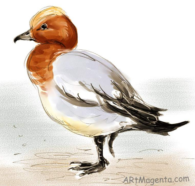 Euroasian Wigeon is a bird sketch by Artmagenta