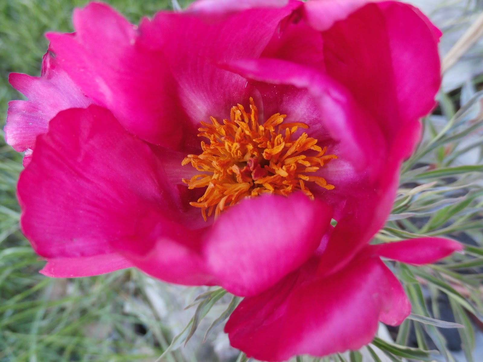 Larry's Photo a Day Fern Leafed Peony........