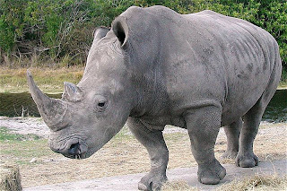 Rhino wild cool pictures widescreen free wallpaper