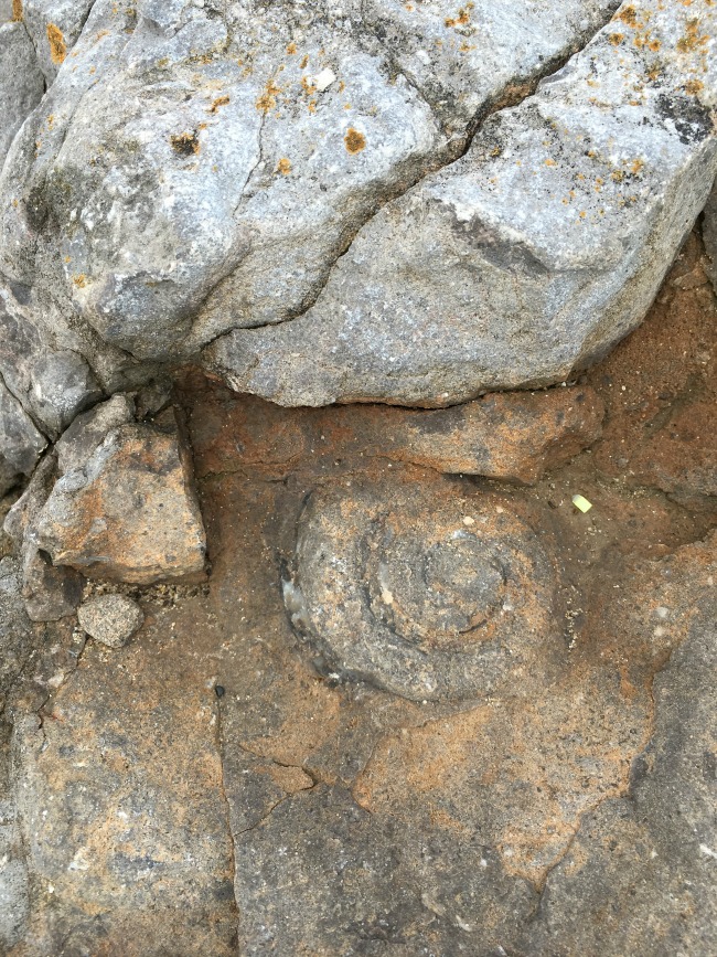 fossil-in-rock