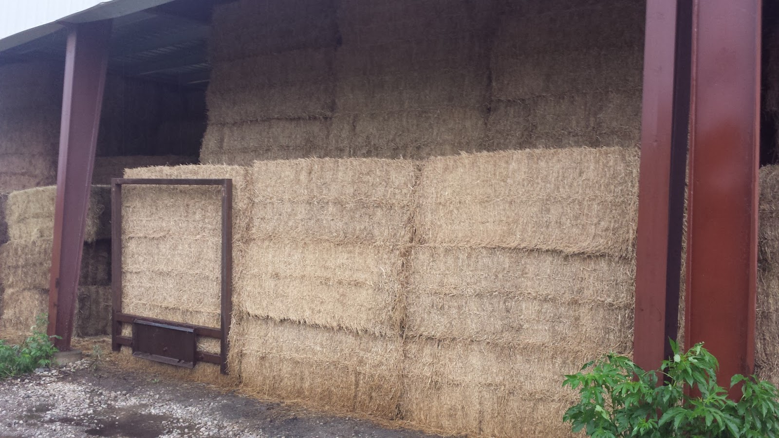 Horse hay for sale near me