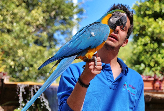 Exhibición de aves exóticas en Selwo Marina