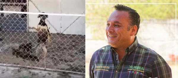 Alcalde del Partido Verde ordena sacrificar a perros, le valió que algunos tenían dueño 
