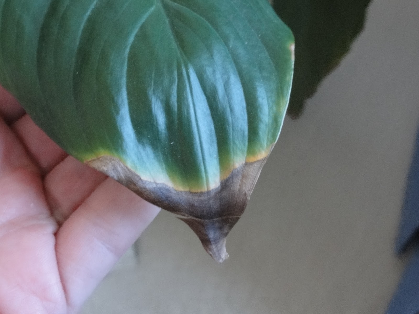 HappyHome A Little Indoor Gardening