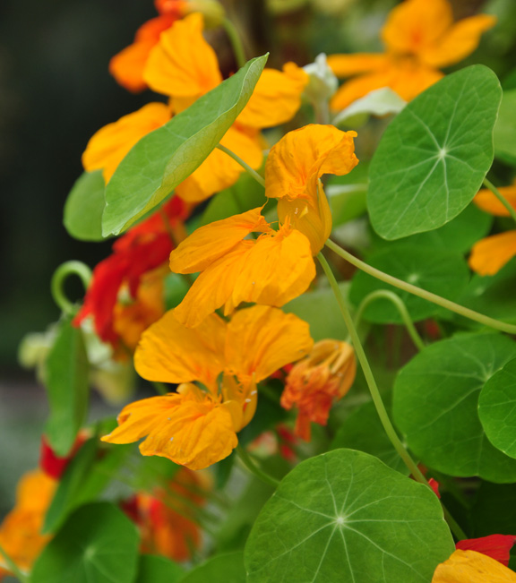 Three Dogs in the Kitchen Nasturtium Butter