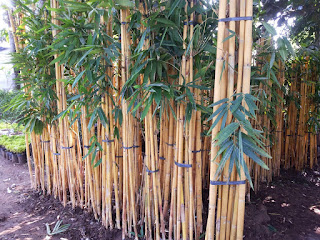 jual rumpun bambu kuning panda | tanaman hias untuk taman rumah dan gedung