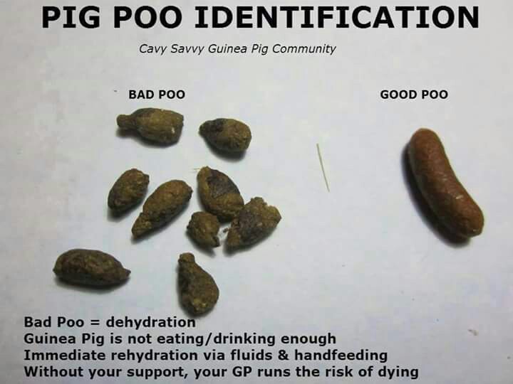 The Pets Dialogue Is Your Guinea Pig Is Sick? Behavioural And