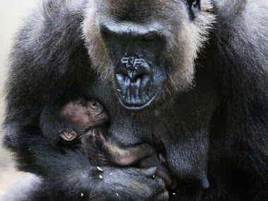 生後6ヶ月のMjukuuと母親のMbeli. シドニー，タロンガ動物園