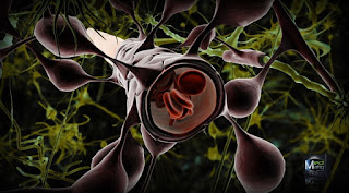 blood_brain_barriere.jpg
