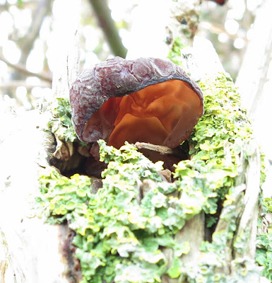 Looking up into a Jelly Ear fungus to see its ear-like whirls.