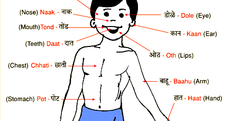 Hindi Body Parts Chart