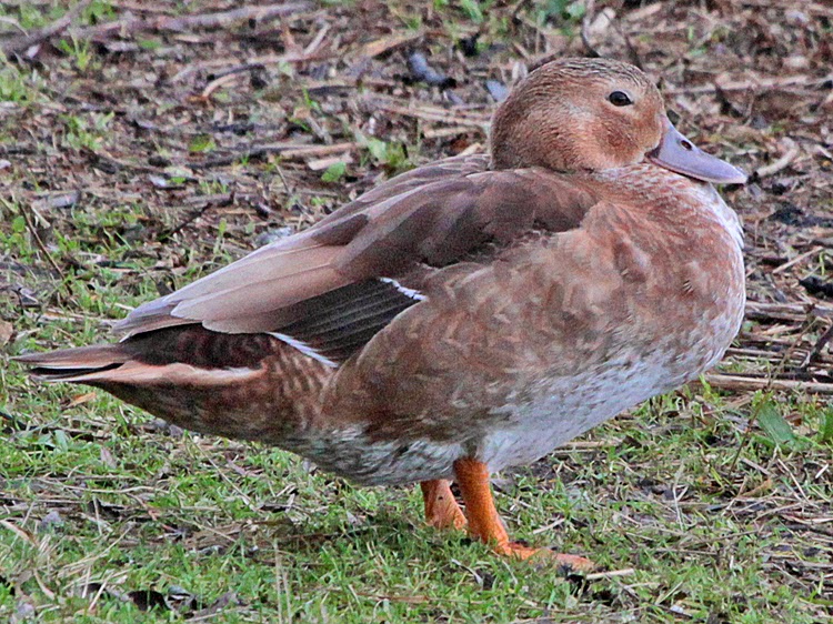 Bird Hybrids Muscovy Duck x Mallard