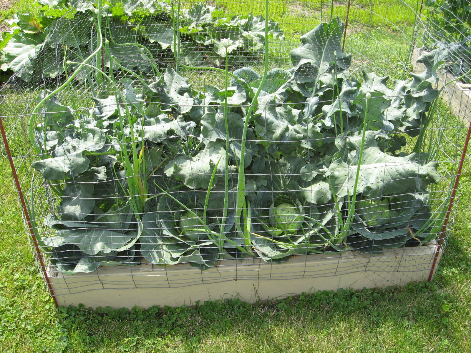 Journey To A More Simple And Greener Lifestyle: Square Foot Gardening