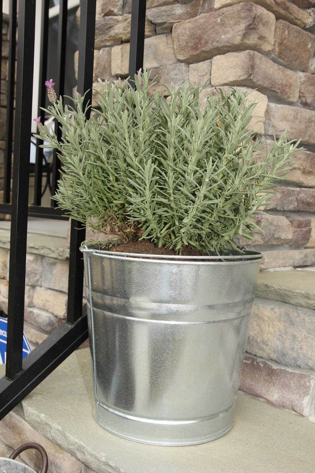 White Swan Properties Blogspot Boxwoods For Ontario Landscapes