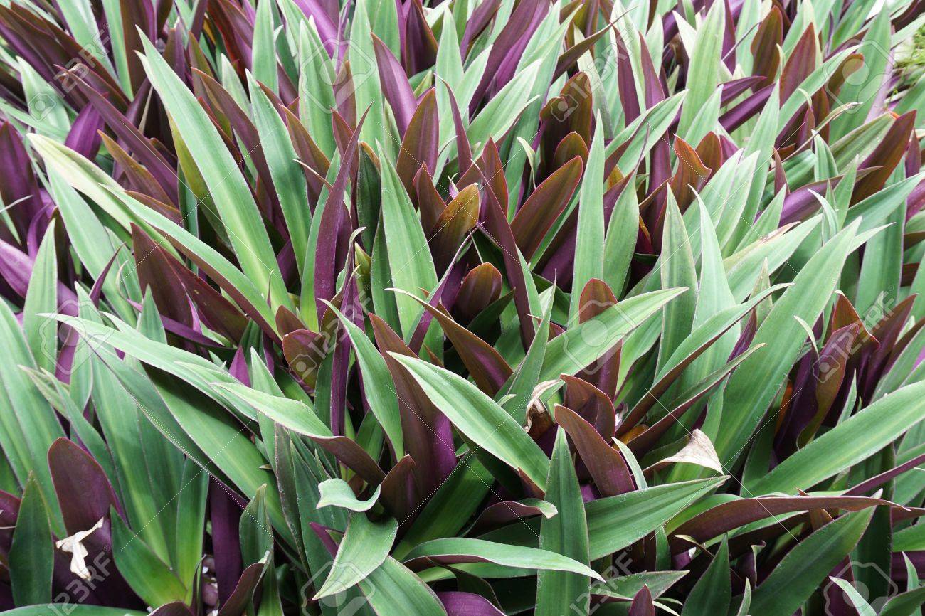 nombre cientifico de la planta maguey morado