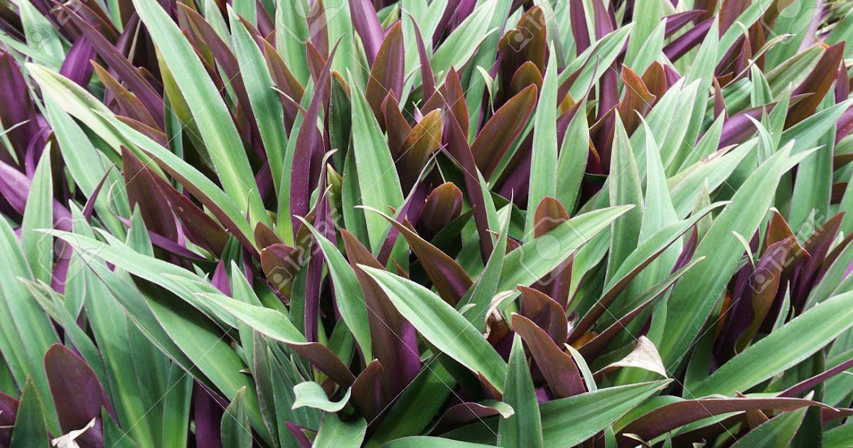 Remedios Caseros Con Maguey Morado
