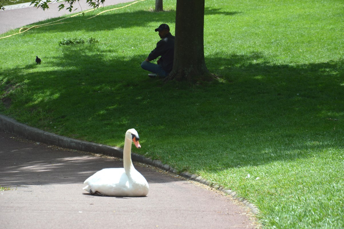 Jardin Lecoq - Le Cygne