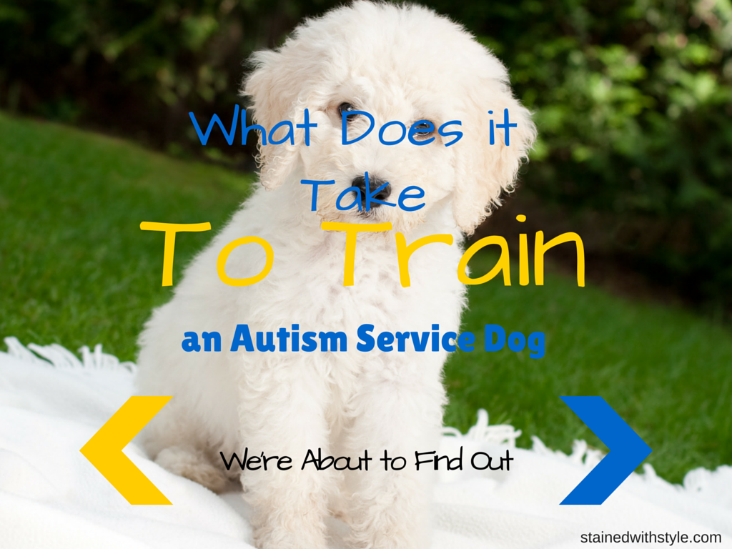 What Does it Take to Train an Autism Service Dog? Stained with Style