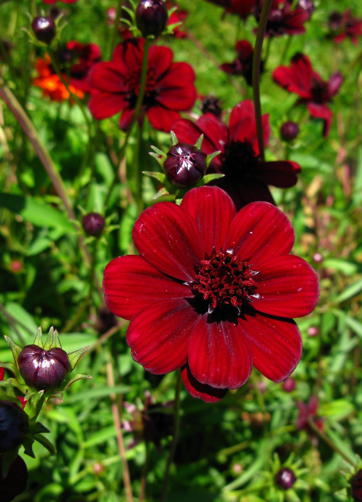 Flores y Palabras: Flor de chocolate (II)