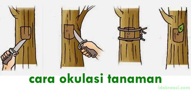cara mencangkok pohon mangga